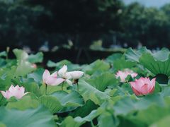 -光明港公园