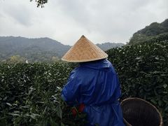 -阿巧茶庄