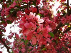 -海棠花溪(元大都城垣遗址公园)