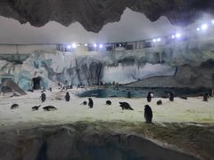 -帝企鹅自助餐厅•儿童岛•真企鹅(长隆企鹅酒店)