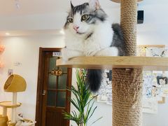 -猫小主咖啡·猫咖cat cafe(福田店)
