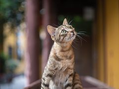 -龙华寺