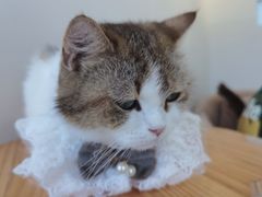 -怪兽屋·羊驼·猫咖·狗咖(俊华广场店)