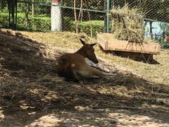 -青藏高原野生动物园