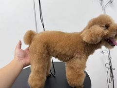 -comecome来吧宠物(奥克斯中心店)