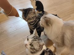 -有喵·猫咖·狗咖·30几只猫10只小狗(岗厦店)