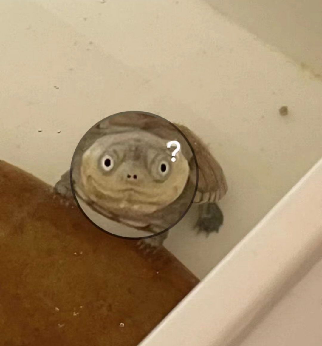 沼泽龟