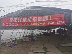 -喜杨洋草莓采摘园