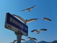 -海驴岛(荣成市)