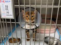 -喜多萌中农锦绣动物医院24H·猫科·牙科MRI·CT