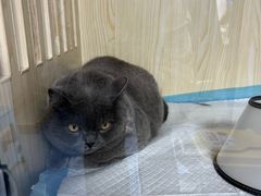 -博特宠物医院24h犬猫全科.骨科·异宠