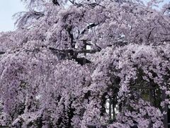 -醍醐寺