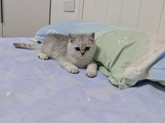 -pd派德宠物中心医院24H急重症·眼科中心·血液透析中心(嵩山北路店)