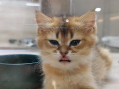 -飞行喵MR PILOT|猫舍·猫咖(静安大融城店)