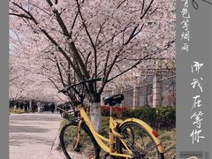 -高东镇樱花园