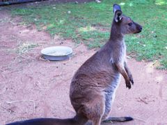 -费瑟代尔野生动物园
