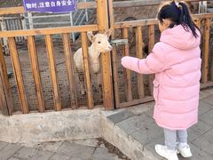 -北京鹿世界主题园