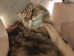 -猫儿山۰猫主题餐厅