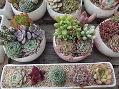 -金陵花卉交易市场