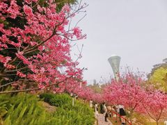 -狐尾山公园