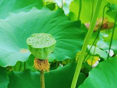 -陈家山荷花公园
