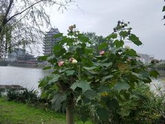 -眉山湿地公园(东坡区)