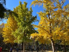 -北京西山国家森林公园