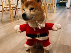 -柴迷FANS CLUB·柴犬狗咖·猫咖