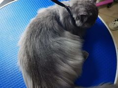 -瑞派动物医院·猫专科·至诚(江南中分院)