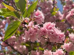 -开口笑·精选水饺