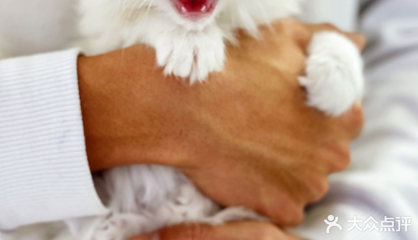 可以撸羊驼🦙的和超多萌宠🐶🐰🐱的可爱小店！