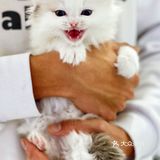 可以撸羊驼🦙的和超多萌宠🐶🐰🐱的可爱小店！