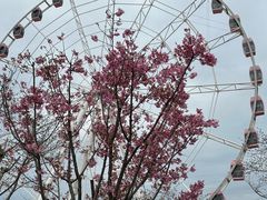 -顾村公园