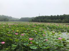 -东郊湿地公园
