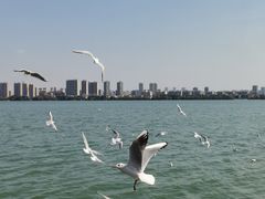 -无锡蠡湖国家湿地公园-蠡园