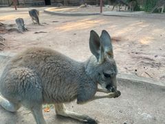 -深圳野生动物园