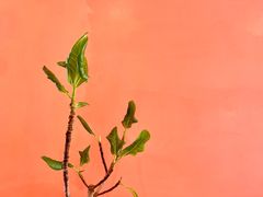 -云想 广式茶餐厅