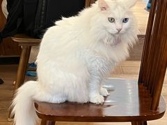 -有猫主题·治愈系猫咖(曾厝垵店)