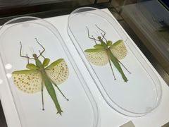 -上海昆虫博物馆