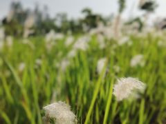 -尚贤河湿地