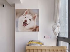 -Husky Go! 哈士奇体验馆·宠物咖啡厅狗咖