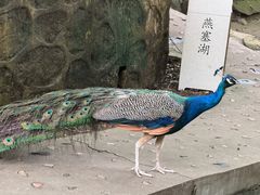 -燕塞湖鸟语林景区