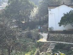 -杨家堂村
