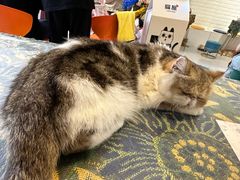 -平行世界·猫咖(首经贸店)