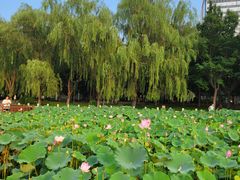 -莲花池公园