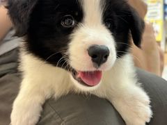 -翊宠yipet猫狗购宠庄园犬舍•猫舍