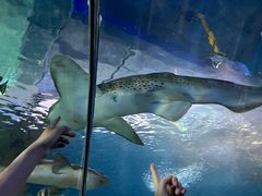 -上海海洋水族馆