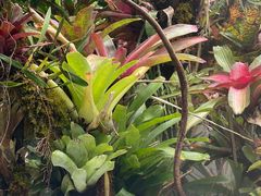 -昆明植物园