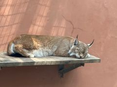 -青藏高原野生动物园