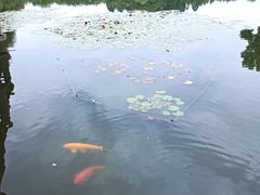 -西湖游船